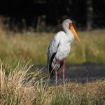 Mycteria ibis