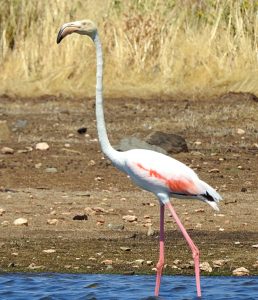 Phoenicopterus roseus, boat birding