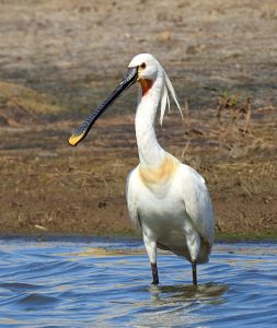 Platalea leucorodia