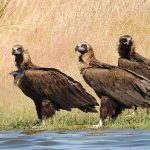 10 emblematic birds of Extremadura