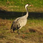 Emblematic birds of Extremadura