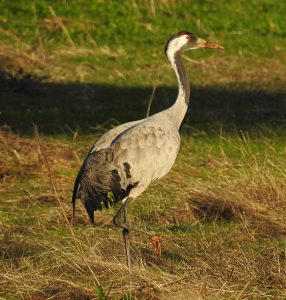 Emblematic birds of Extremadura